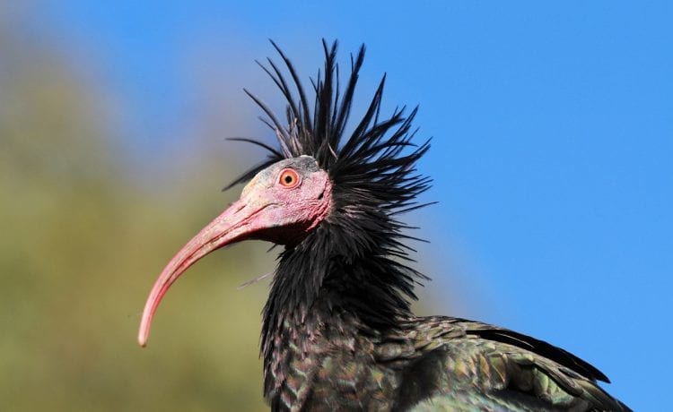 Copyright Waldrappteam | LIFE Northern Bald Ibis