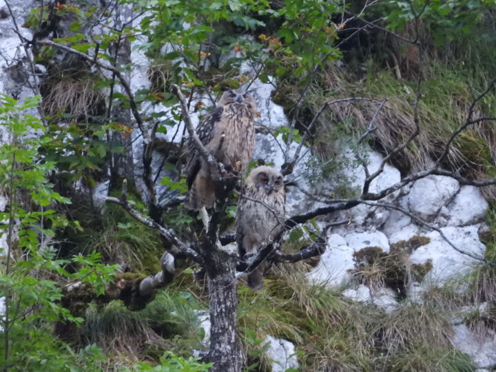 Foto: Sova ušara s ptićem, Josip Turkalj, Croatia Birding