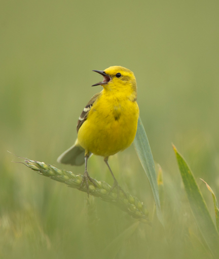 Ben Andrew, RSPB images